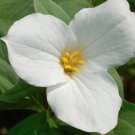 Fresh 50PCS White Trillium Seeds Wildflower