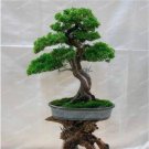 Fresh Thunbergii Seed Black Pine Seed Tree Potted Plants