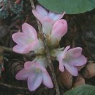 Fresh 120PCS Trailing Arbutus Seeds
