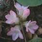 Fresh 120PCS Trailing Arbutus Seeds