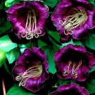 Fresh 25 Seeds Cobee Violette/Cobaea/Flower