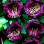 Fresh 25 Seeds Cobee Violette/Cobaea/Flower