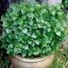 Fresh 100PCS rau cang cua peperomia pellucida Plant Seeds