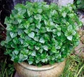 Fresh 100PCS rau cang cua peperomia pellucida Plant Seeds