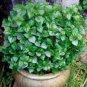 Fresh 100PCS rau cang cua peperomia pellucida Plant Seeds