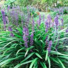 Fresh 25PCS Blue Lily Turf Monkey Grass Flower Seeds