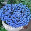 Fresh 100PCS Aubrieta Cultorum Seeds