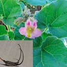 Fresh 3PCS Proboscidea Louisianica Seeds