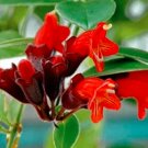 Fresh 15PCS Lipstick Flower Seeds
