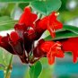 Fresh 15PCS Lipstick Flower Seeds