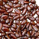 Fresh 15PCS Pawpaw the Indiana Banana Seeds