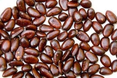 Fresh 15PCS Pawpaw the Indiana Banana Seeds