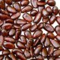 Fresh 15PCS Pawpaw the Indiana Banana Seeds