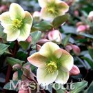 Fresh 50PCS Helleborus thibetanus Flower Seeds