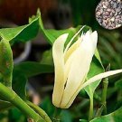 Fresh 20PCS Michelia Alba Flower Seeds White Flowers