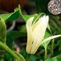 Fresh 20PCS Michelia Alba Flower Seeds White Flowers