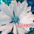 Fresh 100PCS Clematis Seeds White Climbing Flowers