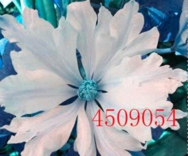 Fresh 100PCS Clematis Seeds White Climbing Flowers