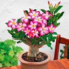 Fresh 1PC Adenium Seed White Rose Red Colorful Single Flowers Desert Rose