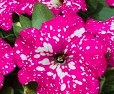 Fresh 200PCS Petunia Big Flower Seeds Pink Flowers with White Spots
