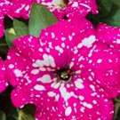 Fresh 120PCS Gladiolus Flower Seeds Pink Flowers with White Spots