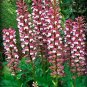 Fresh 10PCS Bear s Breeches Plant Seeds