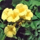 Fresh 10PCS Campsis Radicans Yellow Flowers Climbing Vine Seeds