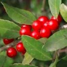 Fresh 120pcs Ilex vomitoria Yaupon Holly Tree Seeds