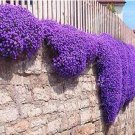 Fresh 100 Creeping Thyme Bonsai Seeds Purple Flowers