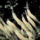 Fresh Black Cohosh (Cimicifuga racemosa) Packet of 50 Seeds Seasons Meaningful