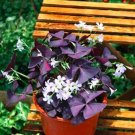 Fresh 100PCS Red Oxalis Seeds