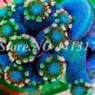 Fresh 500PCS Mini Potted Bonsai Succulent Cactus Seeds