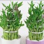 Fresh 50PCS Lucky Bamboo Seeds