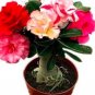 Fresh 5PCS Adenium Seeds Red Colorful Double Flowers