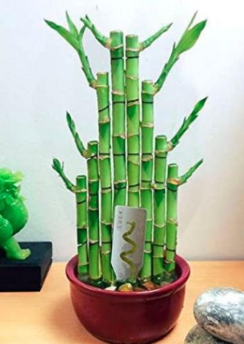 Fresh 50PCS Lucky Bamboo Choose Potted Seeds Variety Complete Dracaena Plant