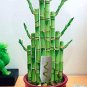 Fresh 50PCS Lucky Bamboo Choose Potted Seeds Variety Complete Dracaena Plant
