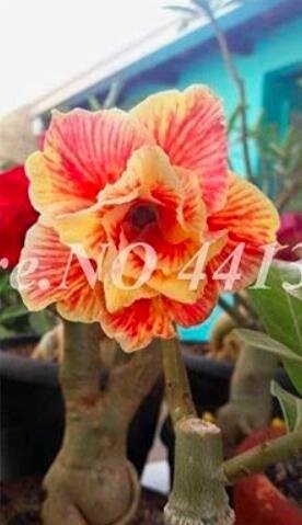 Fresh 2PCS Adenium Seeds Double Flowers Desert Rose Golden Flowers