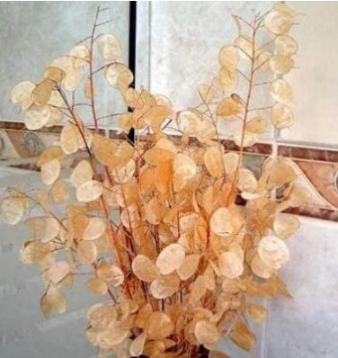 Fresh 20PCS Silver Fan Grass Seeds Lunaria Annua Flowers Rare Garden Home Planting