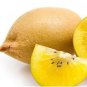 Fresh The King of Fruits Kiwi Yellow Flesh Kiwi Seeds