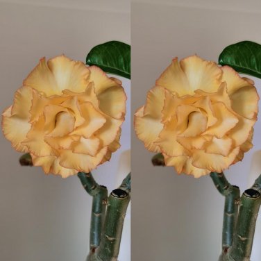 Fresh 2PCS Adenium Seeds Desert Rose Light Golden Flowers Pink Edge 5 Layer