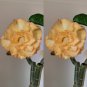 Fresh 2PCS Adenium Seeds Desert Rose Light Golden Flowers Pink Edge 5 Layer