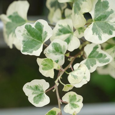 Fresh 50PCS Japanese Ivy Seeds White Valentine
