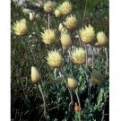 Fresh 5pcs Syncarpha speciosissima Garden Plants Seeds