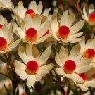 Fresh 5pcs Leucadendro Succulents Garden Plants Seeds