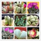 Fresh 20pcs Argyroderma Mix Succulents Garden Plants Seeds