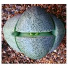 Fresh 20pcs PLEIOSPILOS nelii Succulents Garden Plants Seeds
