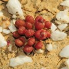 Fresh 20pcs oophytum nanum Succulents Garden Plants Seeds
