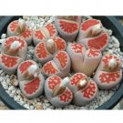 Fresh 100pcs karasmontana Top Red Succulents Garden Plants Seeds
