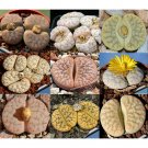 Fresh 100pcs Lithops gracilidelineata Succulents Garden Plants Mix Seeds