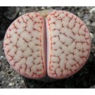 Fresh 100pcs L. pseudotruncatella C73 Succulents Garden Plants Seeds